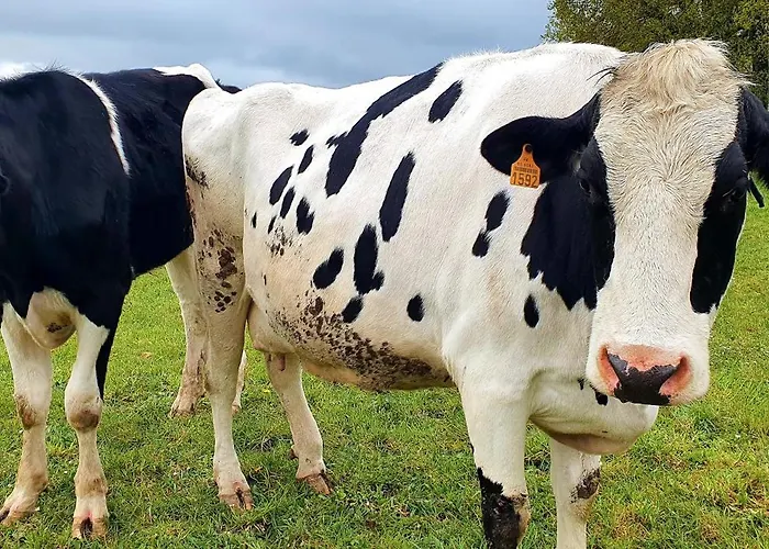Hébergement de vacances Maison Esprit Nature - Puy Du Fou *